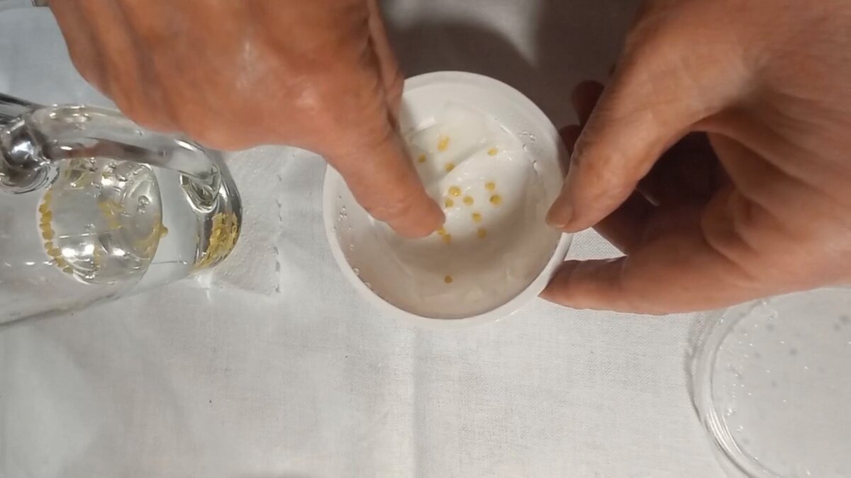 3. Семена раскладываем так, чтобы они не мешали друг другу.