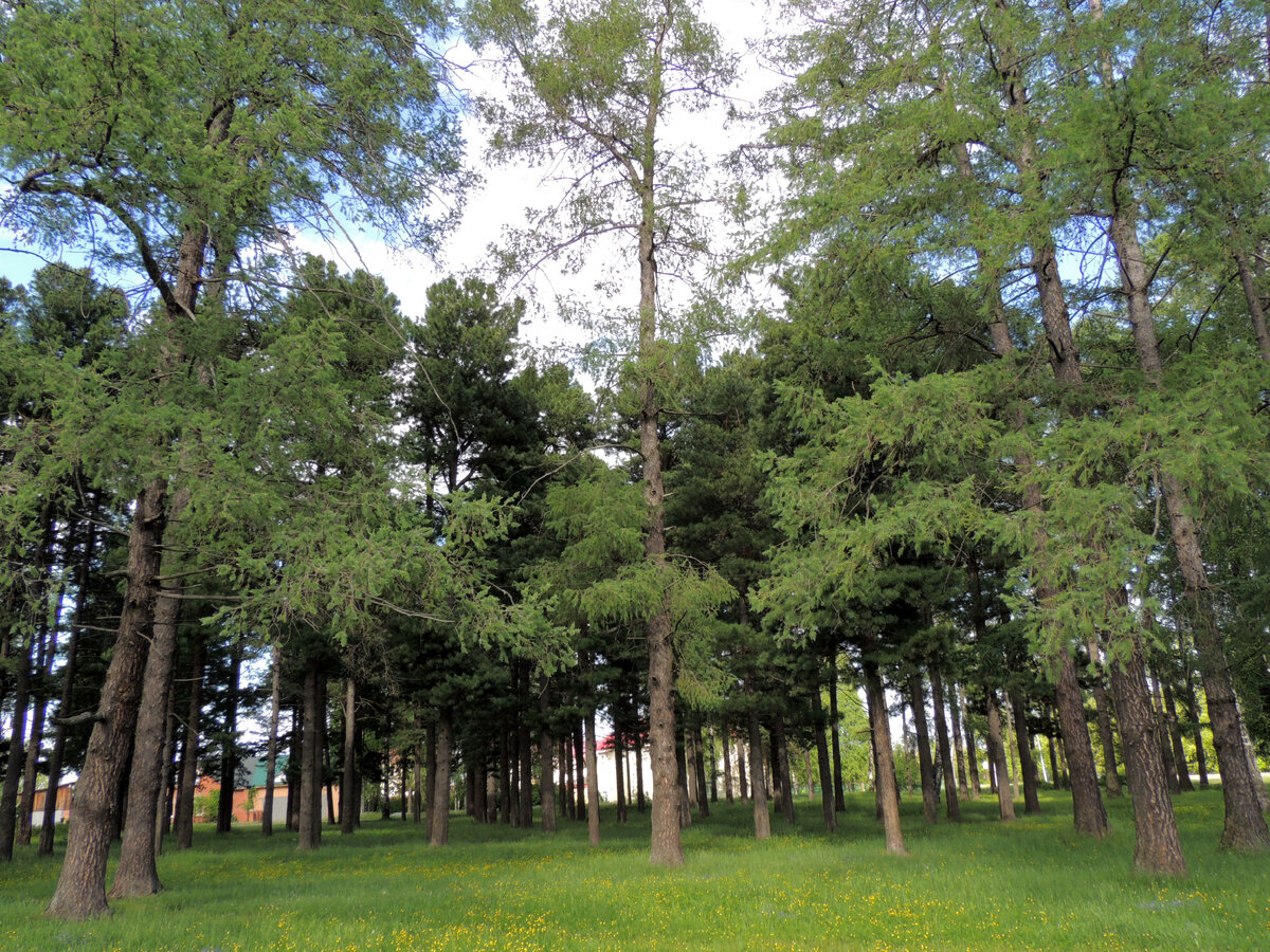 Памятник природы «Старые культуры кедра и лиственницы»