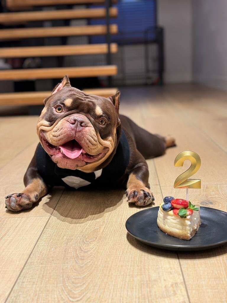 Собаке 2 года