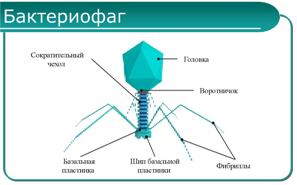 Схема строения 