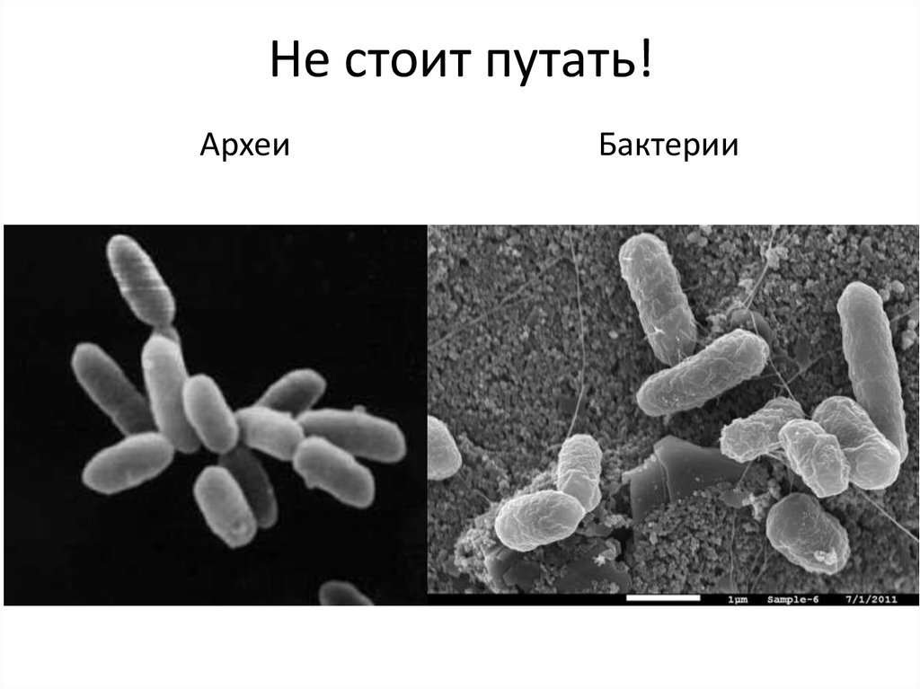 Археи названия. Археи термофилы. Надцарство археи. Археи хемотрофы. Археи галофилы.