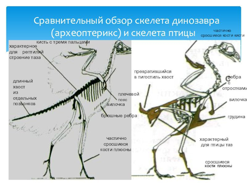 Признаки характеризующие скелет позвоночного животного. Археоптерикс строение скелета. Археоптерикс внутренне строение. Скелет птицы и скелет динозавра. Задние конечности археоптерикса.