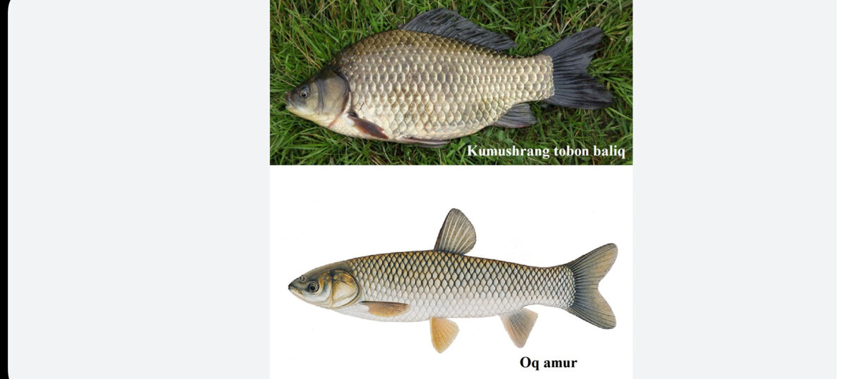 Рыба- здоровая пища! 