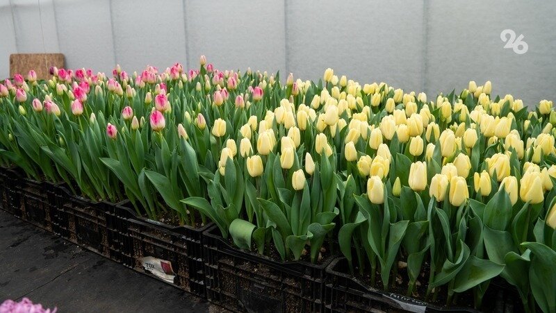      Фото: Александр Скрыпник / / ИА «Победа26»