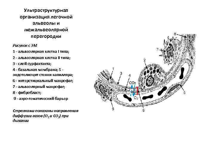 Строение стенки альвеолы