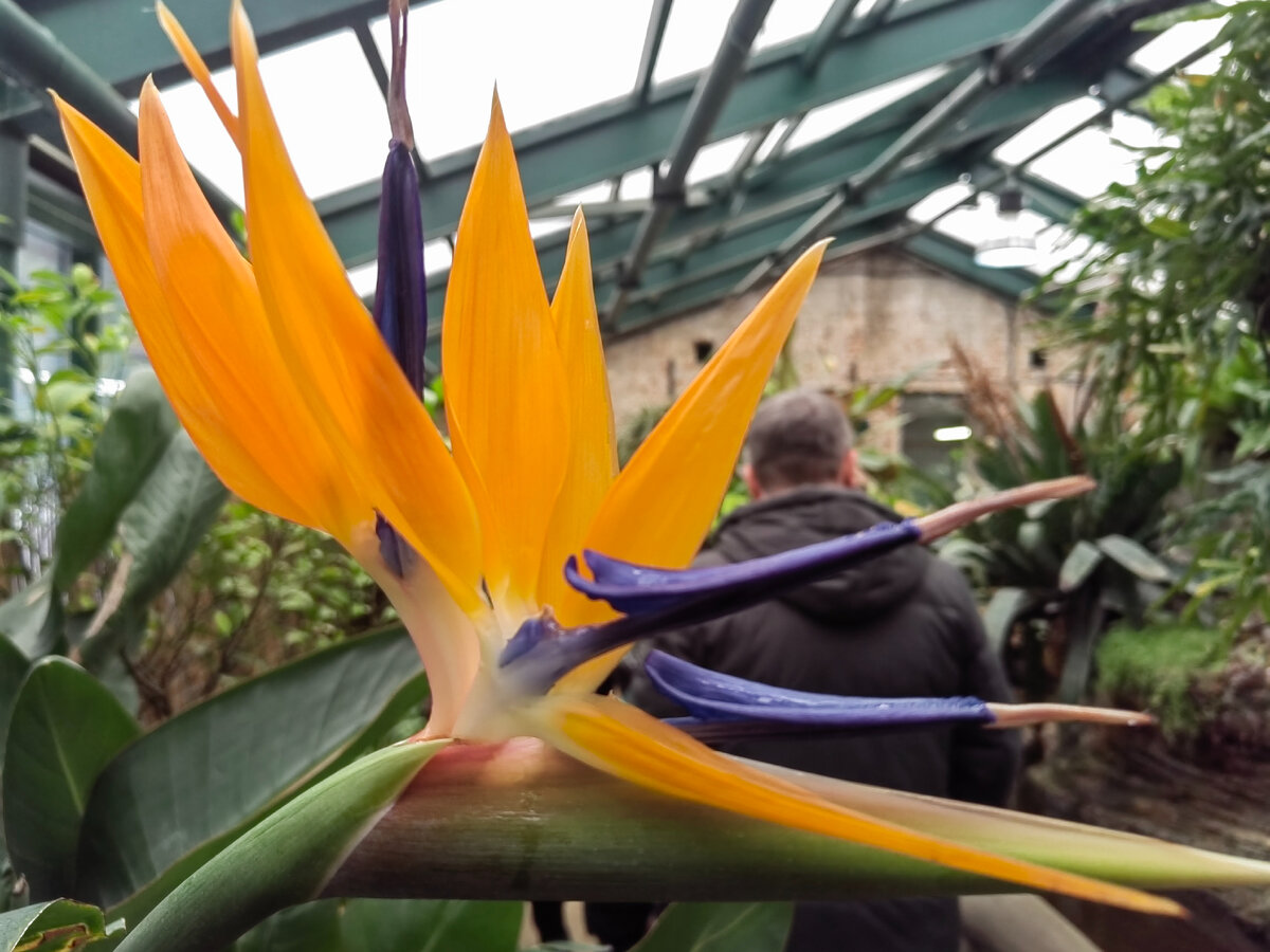 Цветок стрелиции Фото автора