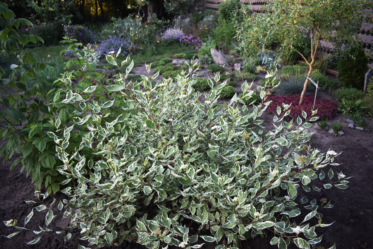 Дерен в 2023 году