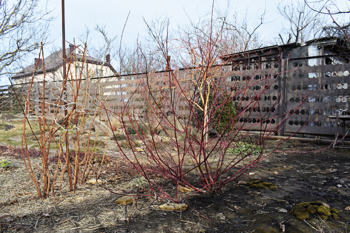 Дерен в 2024 году, до формировки. Рядом малина, которую нужно пересадить.