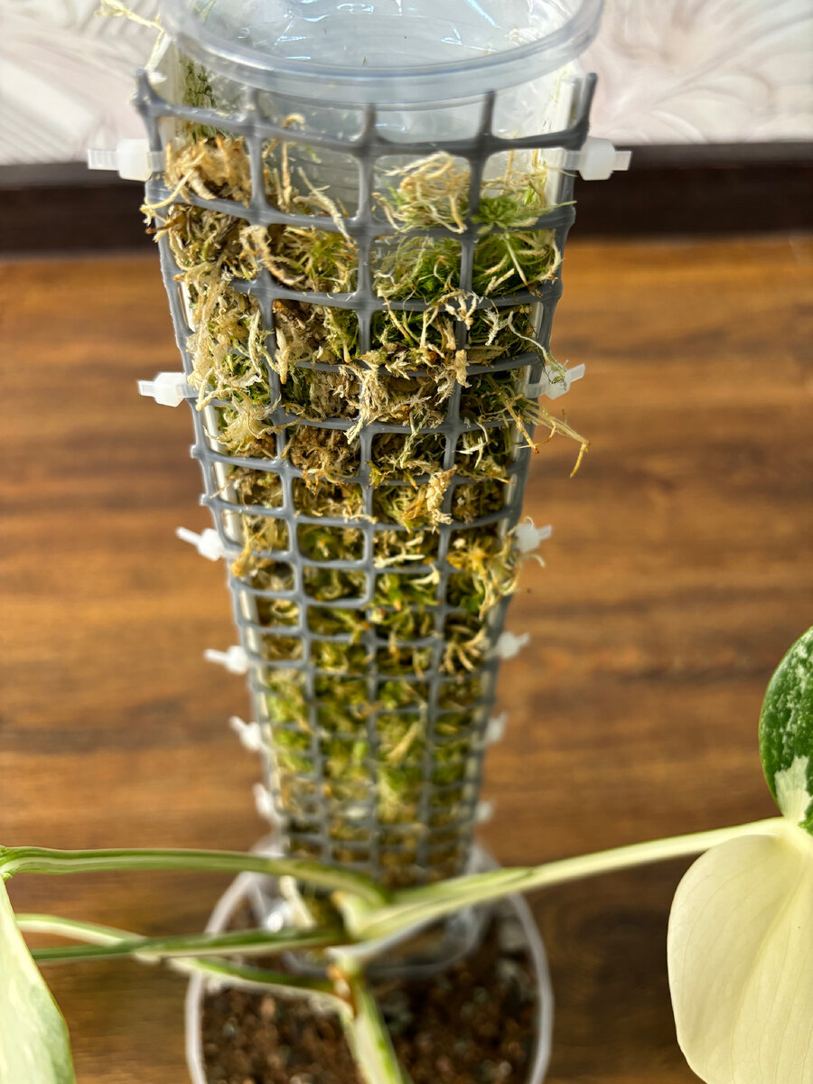 Опора для монстеры, наполенная влажным мхом.