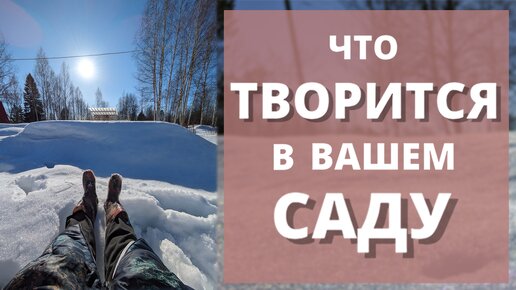 ЧТО ТАМ С РОЗАМИ В САДУ? На пузе к любимым!