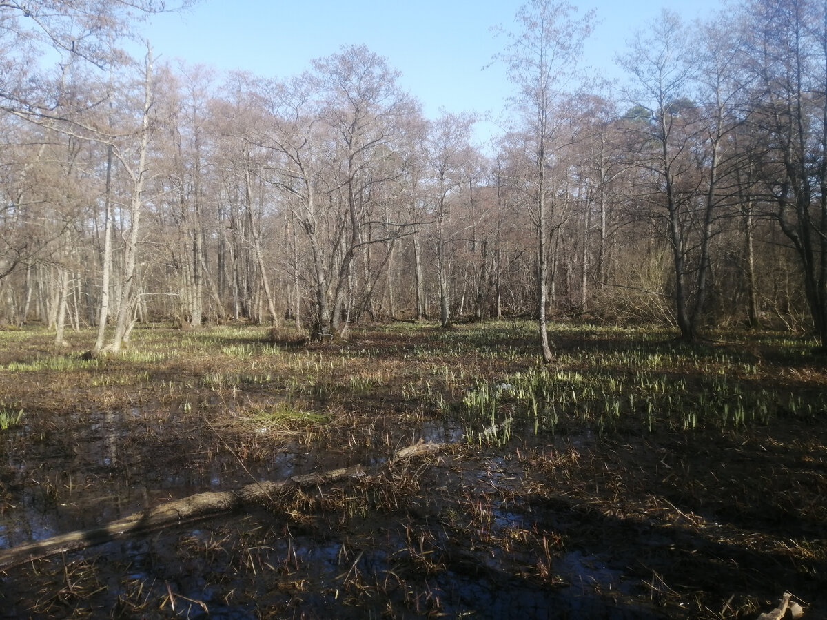 Болото просыпается ото сна