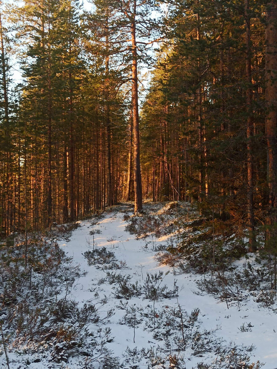 Тайга строй. Стройка в тайге. Отшельник строительство лесной хижины. Заимка охотника в тайге. Строим зимовье в тайге.