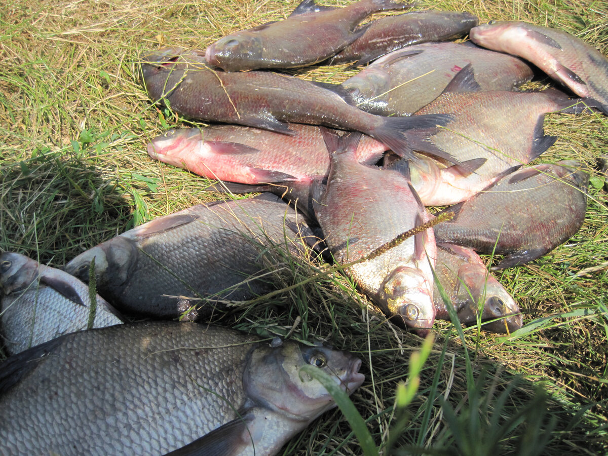 Мой магазин www.multi-fish.ru. Пожизненная гарантия на заводской брак на все удилища купленные у нас в магазине. А также бесплатная поддержка запасными частями (не оферта)