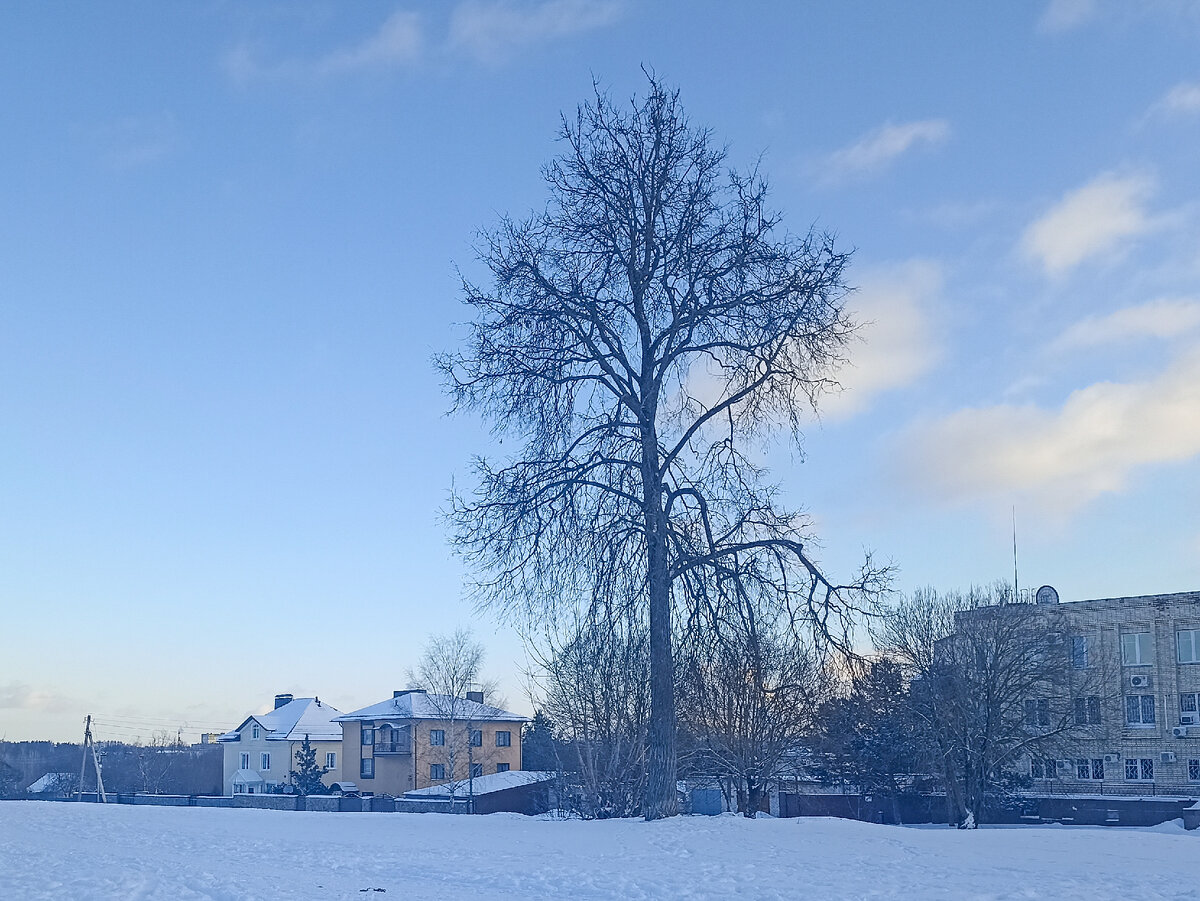 Малоэтажные постройки и большое дерево