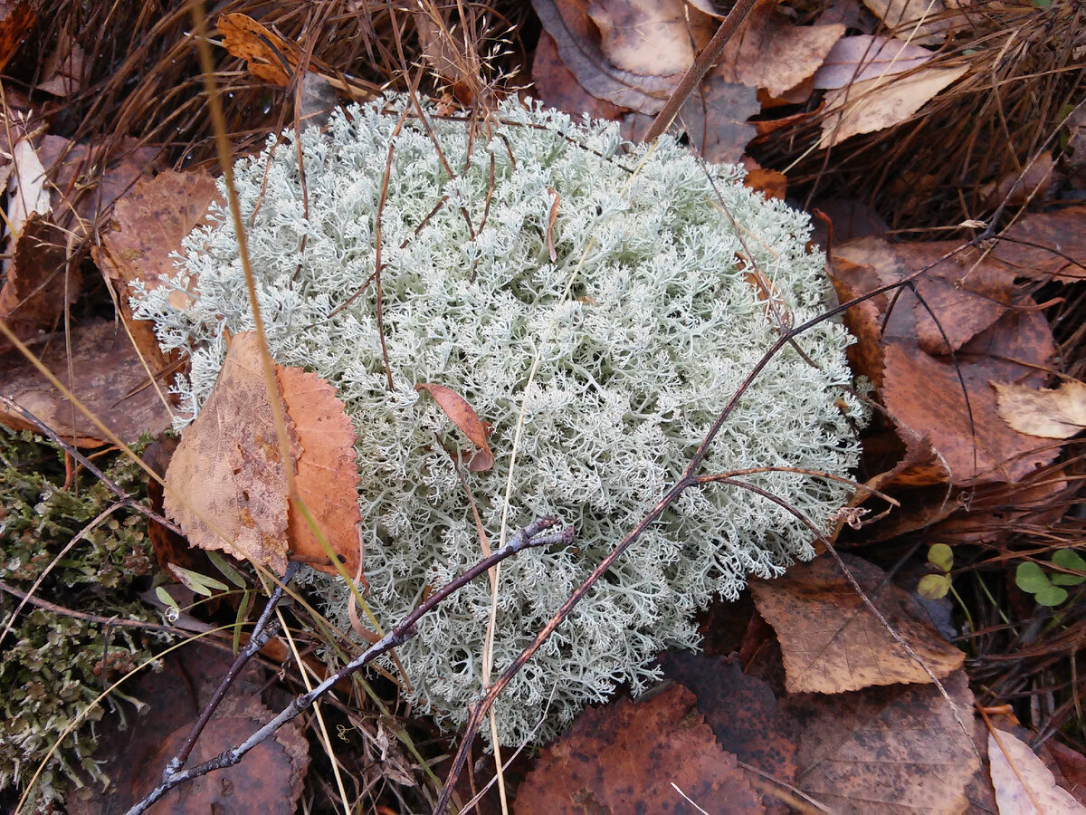 Природа моего детства - ягель