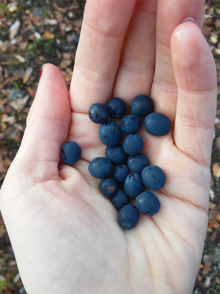 Свежесобранная голубика