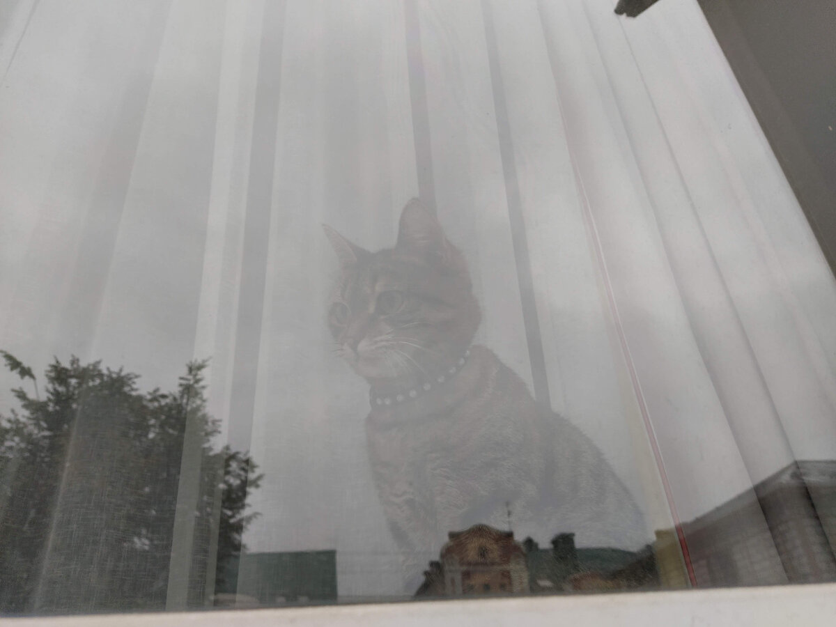 Груня в ожидании хозяйки