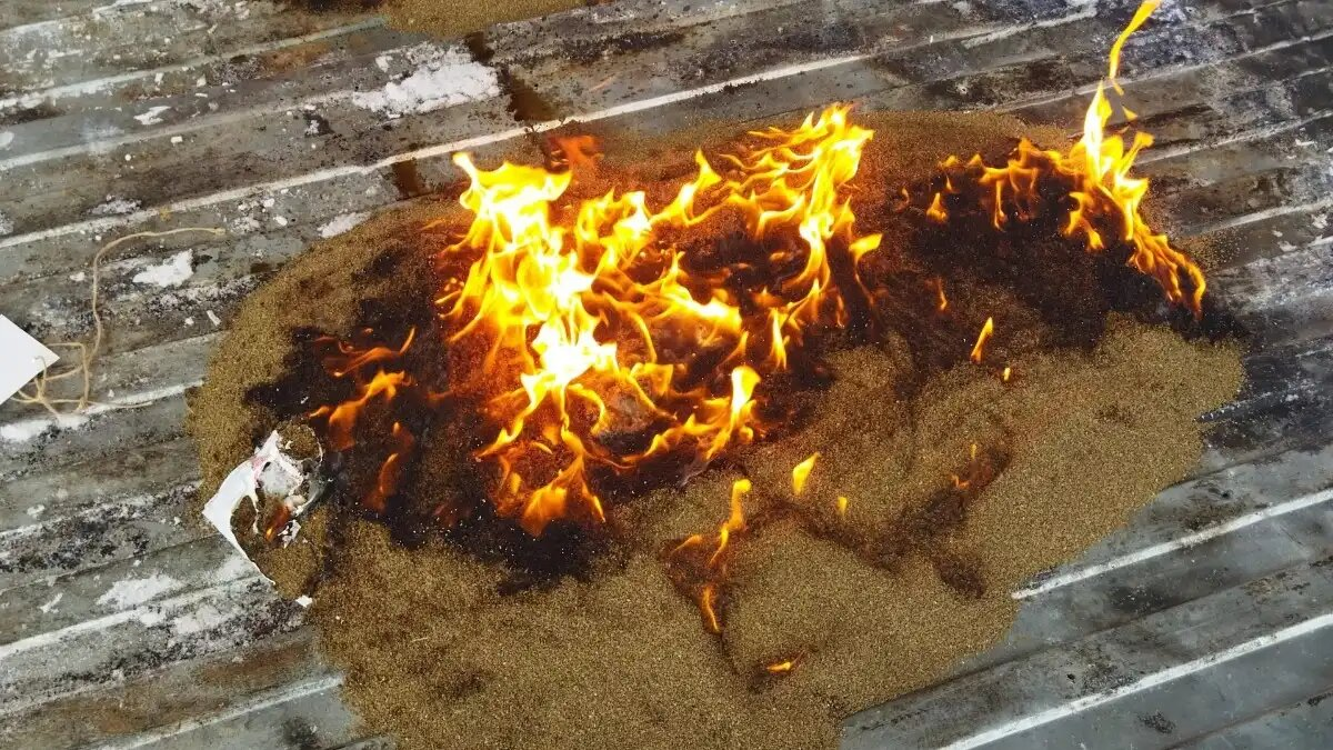 Горят зараженные семена моркови. Фото пресс-служба Россельхознадзора по Свердловской области