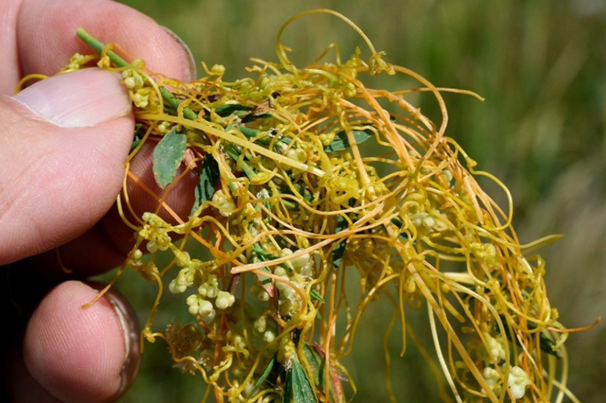 Повилика полевая - невероятно опасное растение ,которое можно купить вместе с морковью.