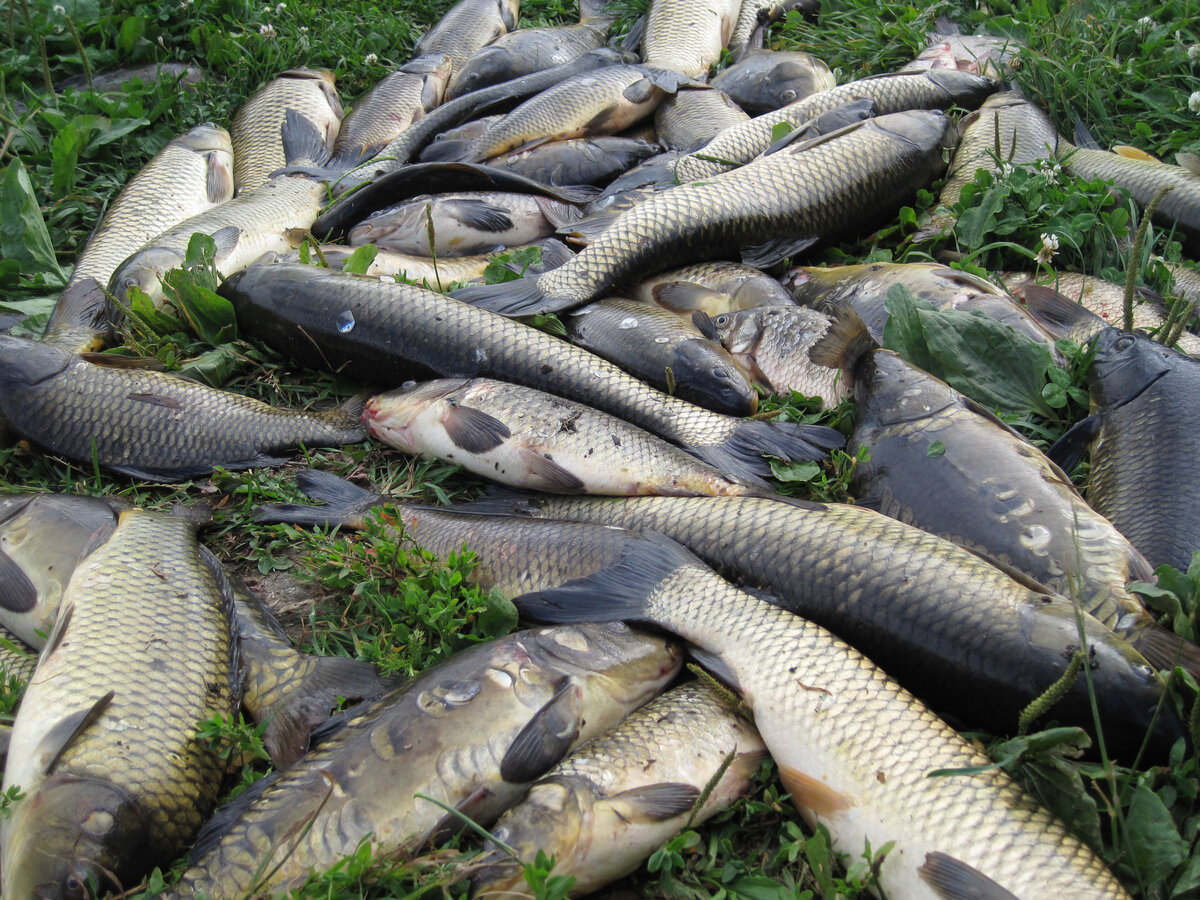 Мой магазин www.multi-fish.ru. Пожизненная гарантия на заводской брак на все удилища купленные у нас в магазине. А также бесплатная поддержка запасными частями (не оферта)