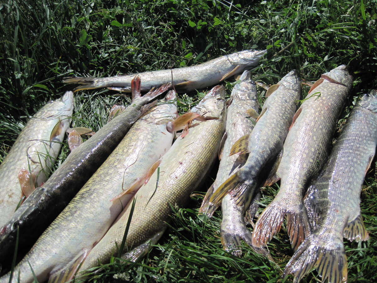 Мой магазин www.multi-fish.ru. Пожизненная гарантия на заводской брак на все удилища купленные у нас в магазине. А также бесплатная поддержка запасными частями (не оферта)