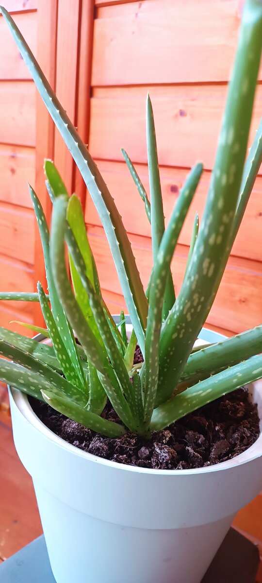 Очень тонкий, травянистый и немного аптекарский аромат у гидролата получился.