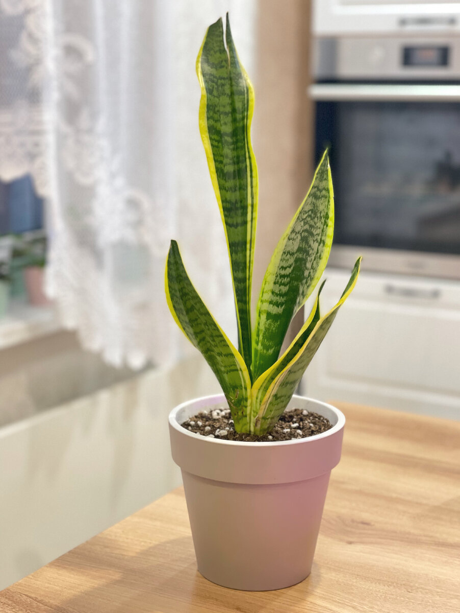 Фото после пересадки. Красивый горшок, купила в Магните, за 190 р! Матовый и приятный на ощупь пластик, визуально - керамика, очень похоже.