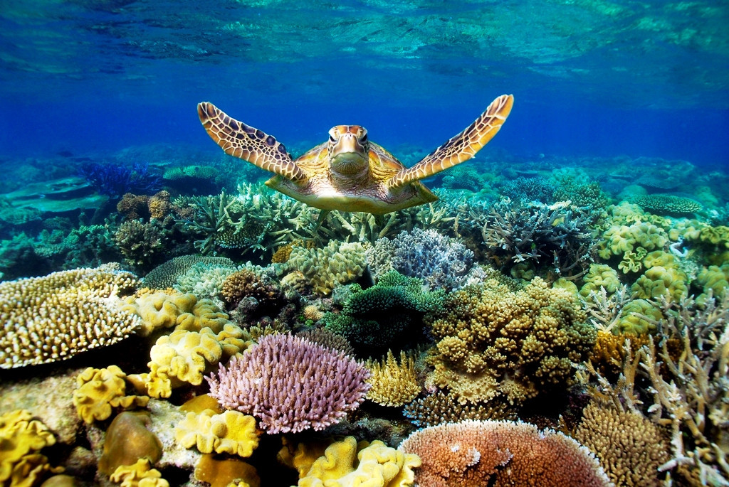 Черепаха в барьерном рифе | Фото взято с яндекс картинки