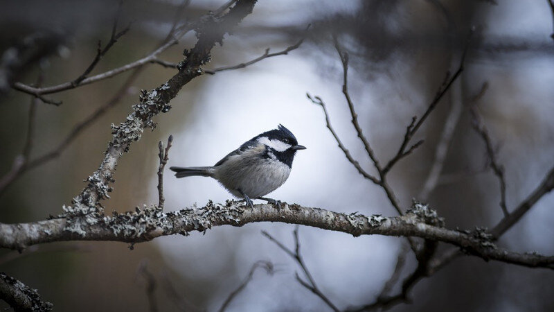     Птица, холод, погода. СС0
