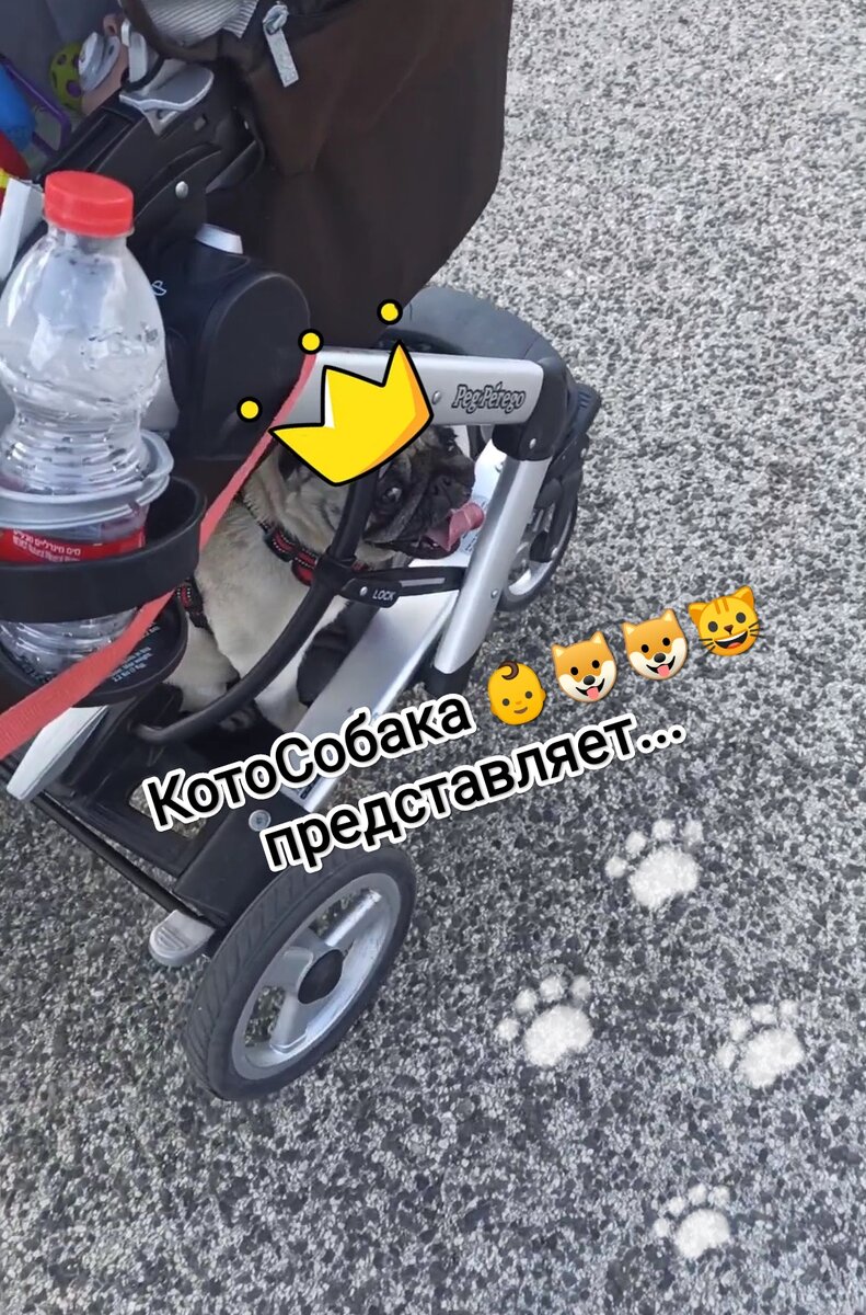 Фото снято автором канала КотоСобака 