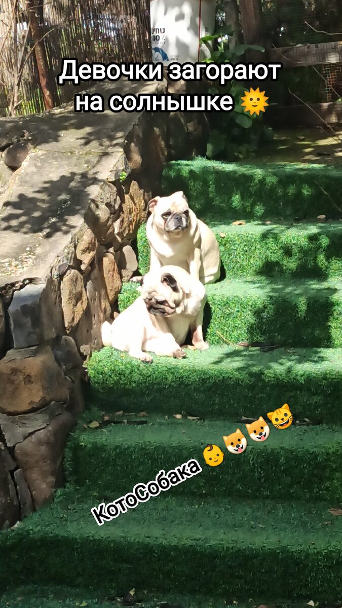 Фото снято автором канала КотоСобака 