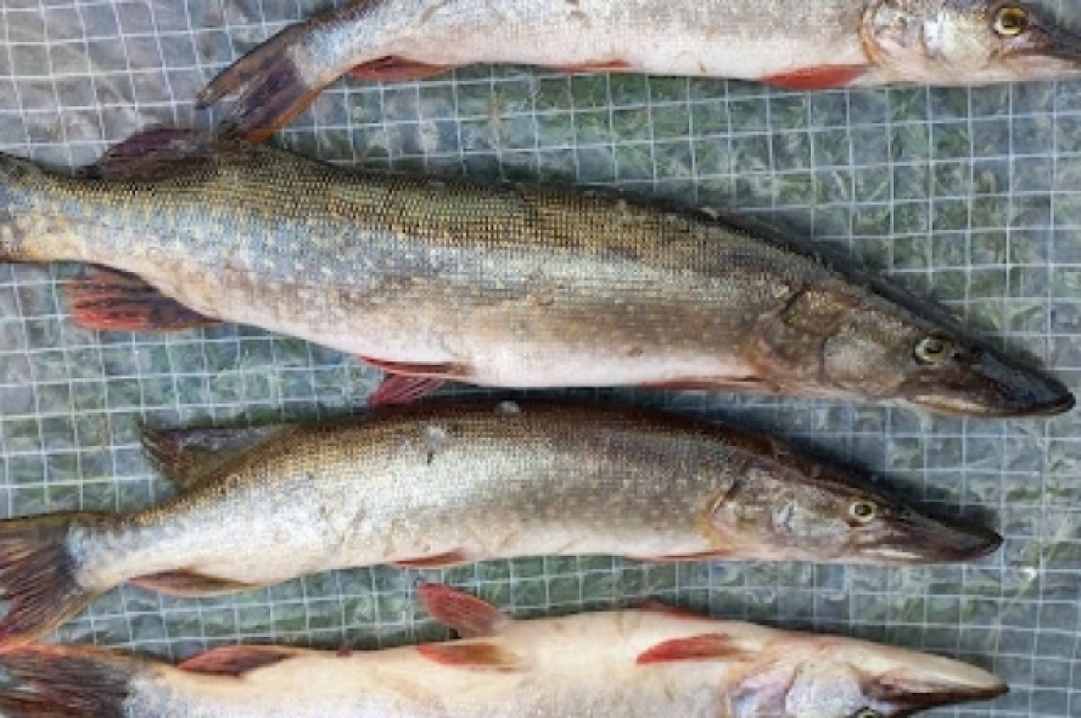    Жителей Тюмени призывают не употреблять в пищу чумных щук