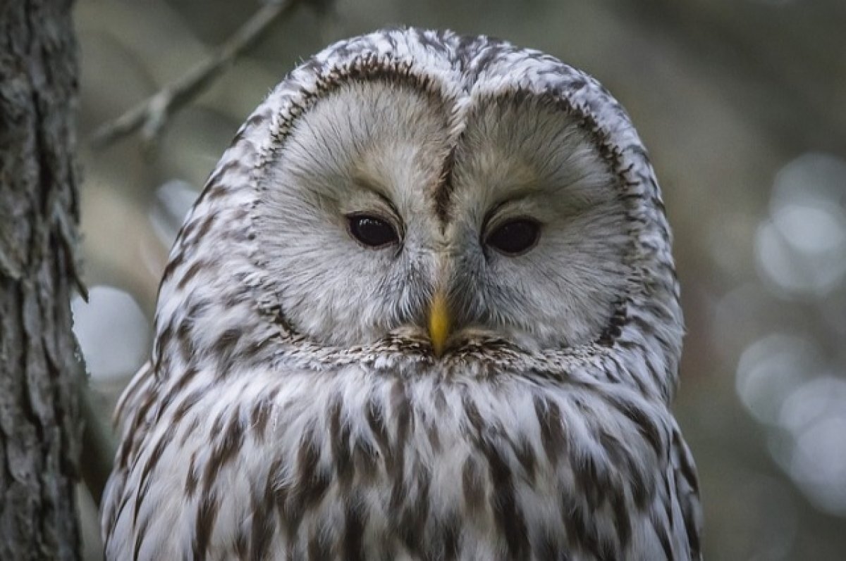    В минприроды Оренбуржья объяснили появление сов в населённых пунктах