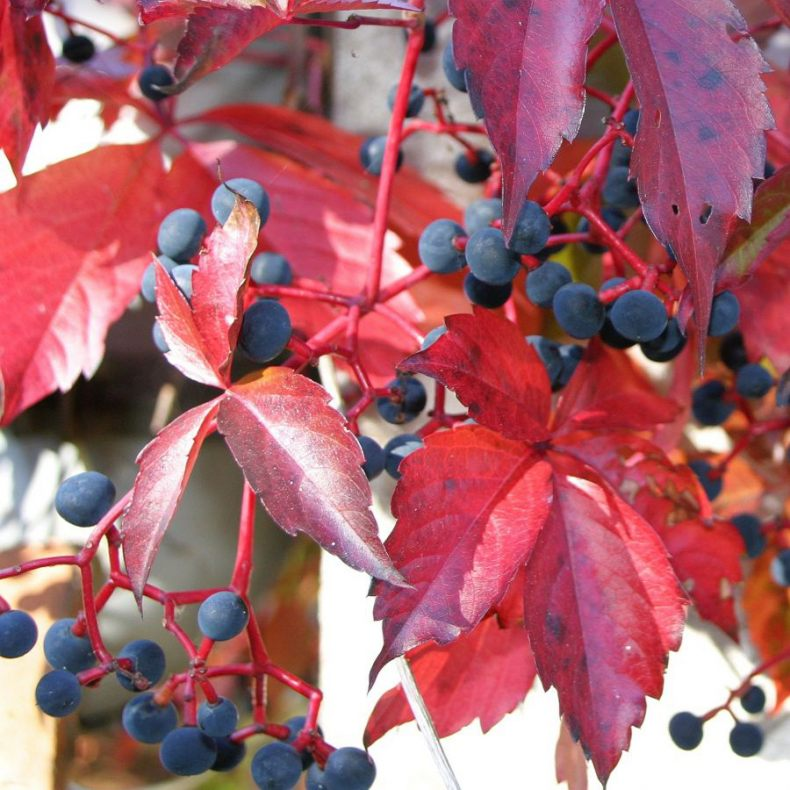 Ягоды на Девичьем винограде. Фото взято из поисковой системы Яндекс
