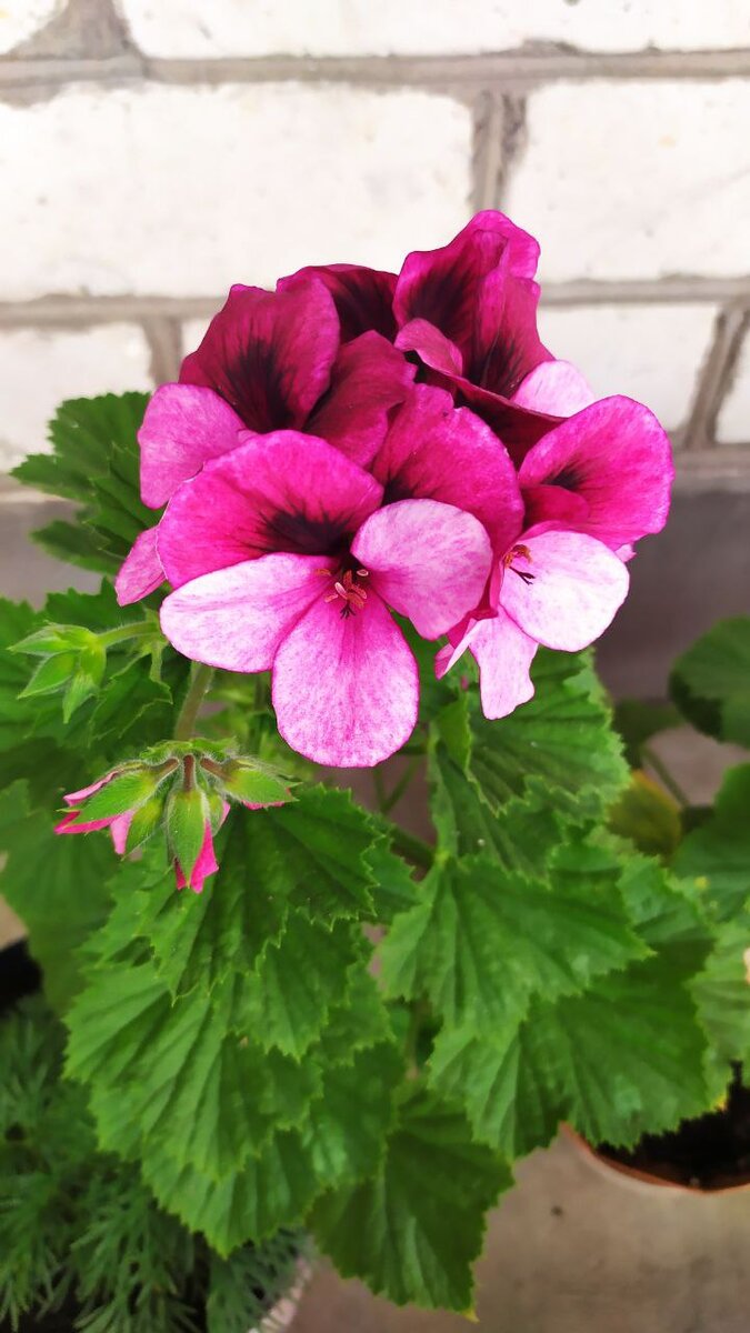 Пеларгония королевская (крупноцветковая) " Pac Aristo Violet"