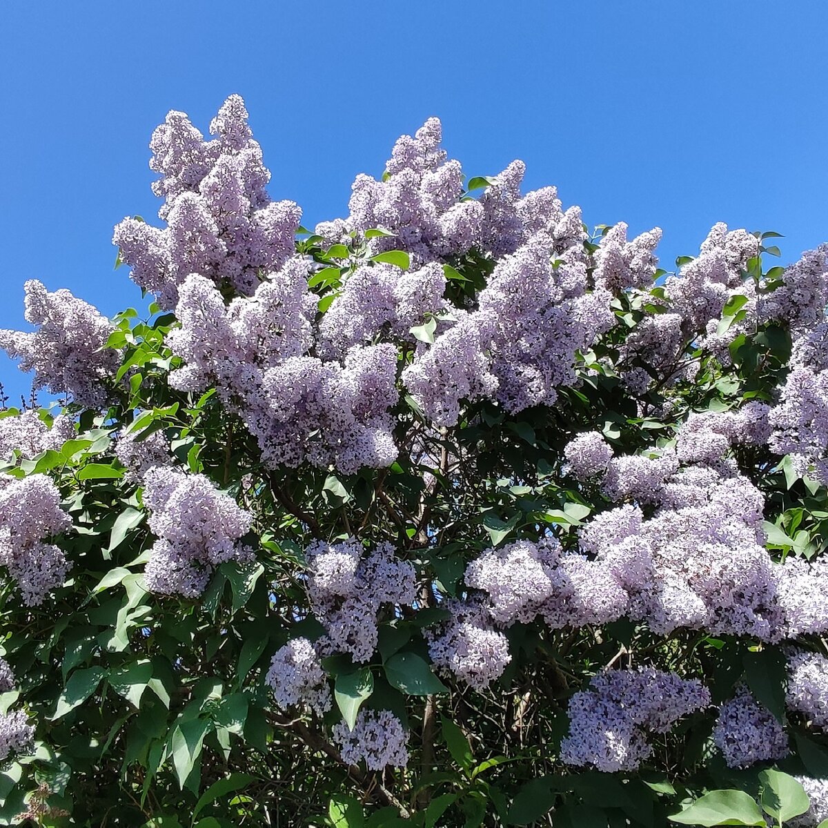 Цветение сирени на Университетской площади.
