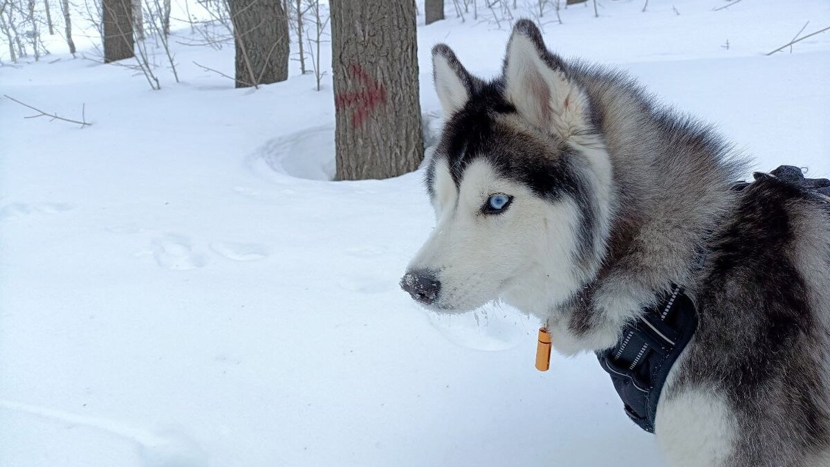Хаски по имени Мани