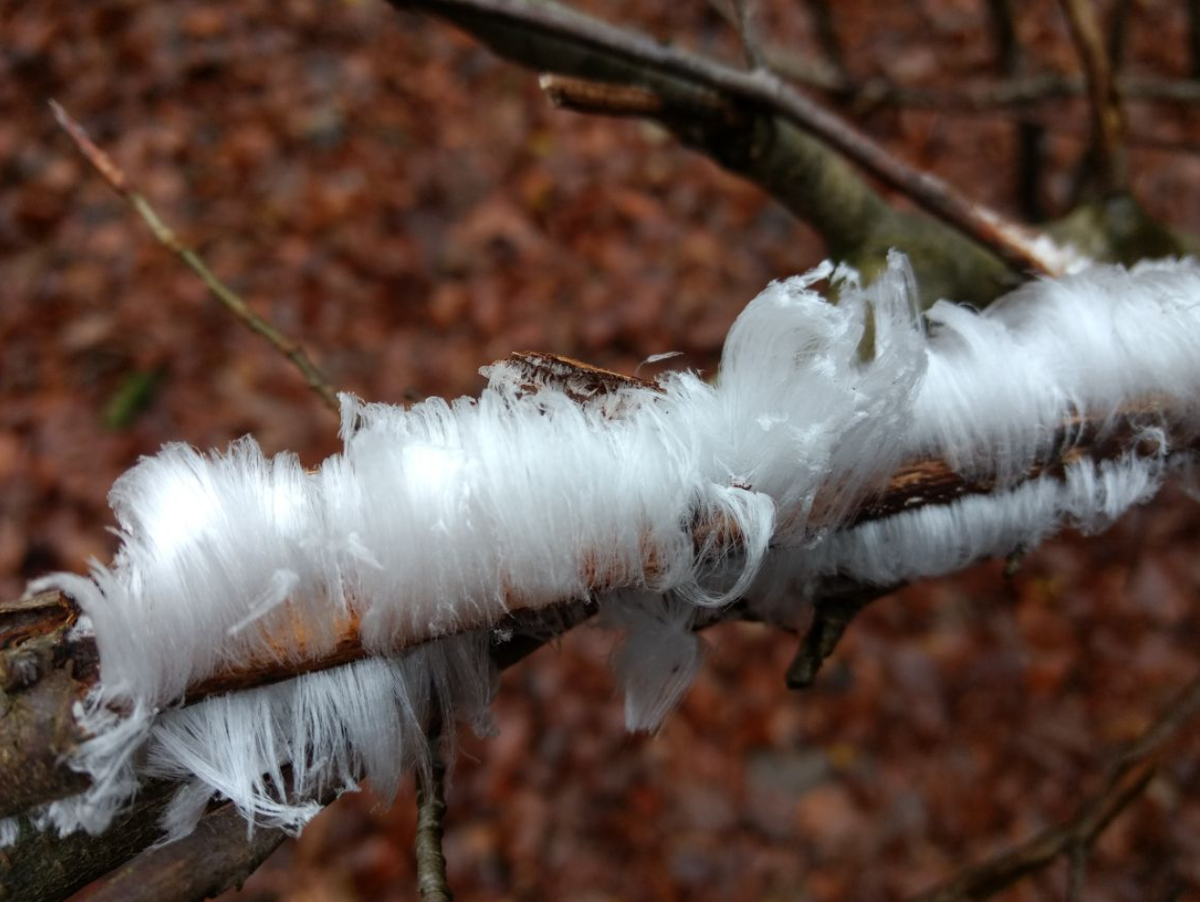 commons.wikimedia.org