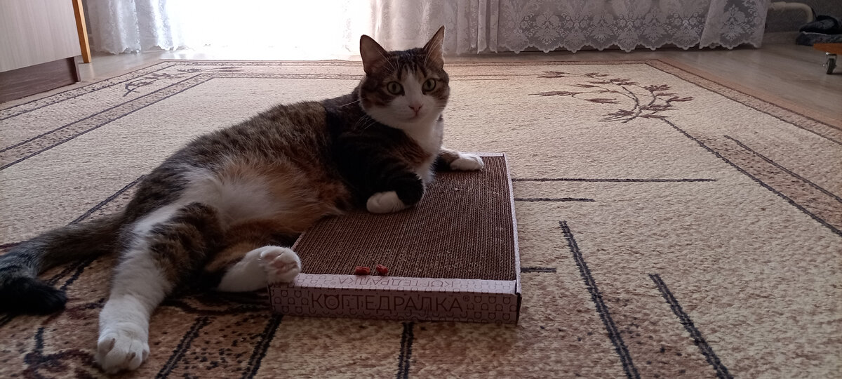 Сначала даже в угол убрать не давал. Полдня на ней провалялся) 