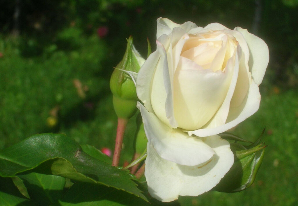 White Meidiland, Meilland Франция, 1987, Шрабы (в моём случае как почвопокровная)