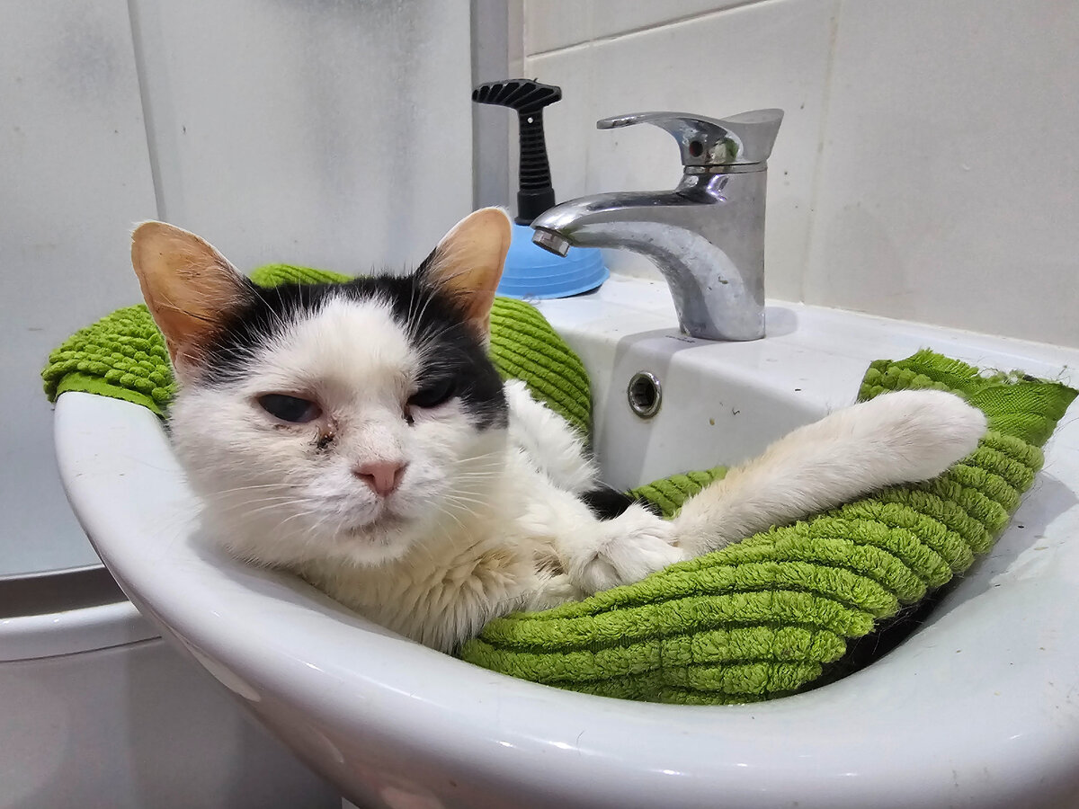 Слепая Девочка, выбросили в коробке с братом