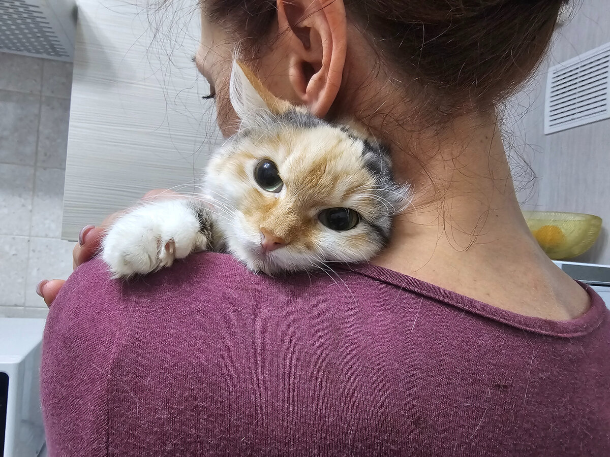 Фасолька, попала под машину