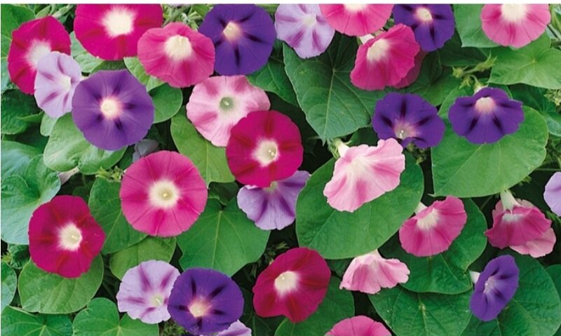 Эти одуванчики называются ипомея трехцветная.Запрещены для выращивания на территории России.