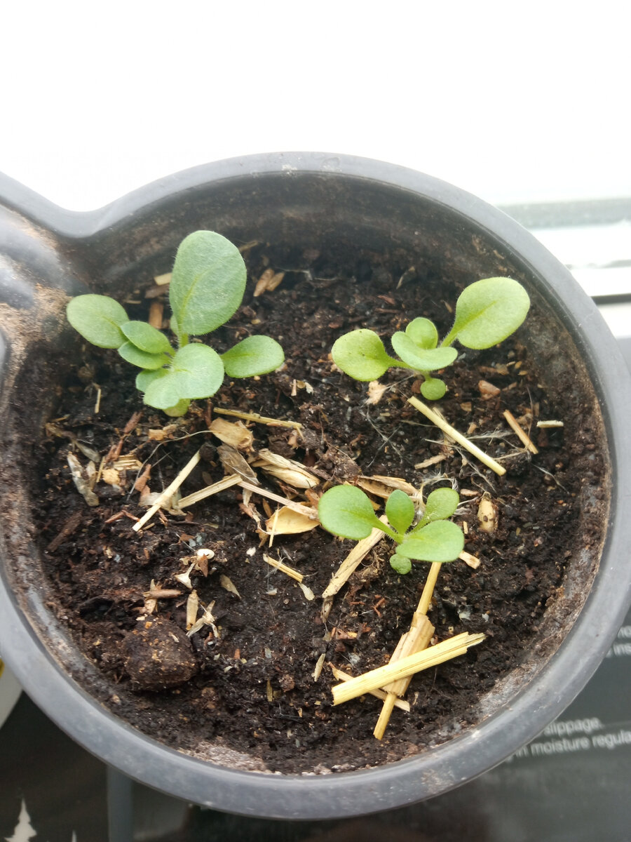 Одна прям красотка