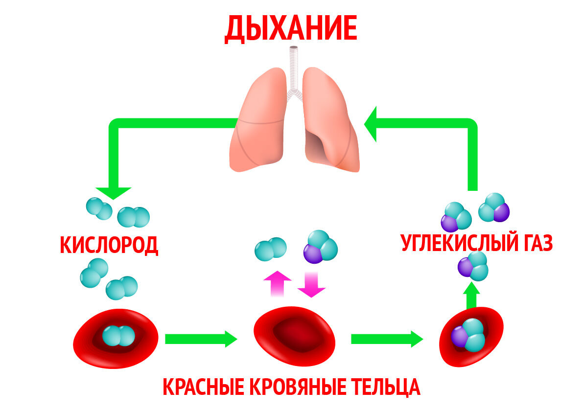 Что полезнее? Аэробные или анаэробные нагрузки для здоровья? |  Shilkov_Atletics | Дзен