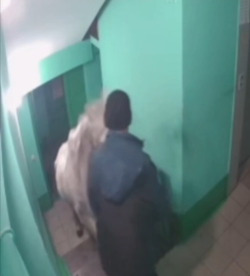 Любимая кобыла: в Кемеровской области мужчина привел в квартиру лошадь Ситуация.