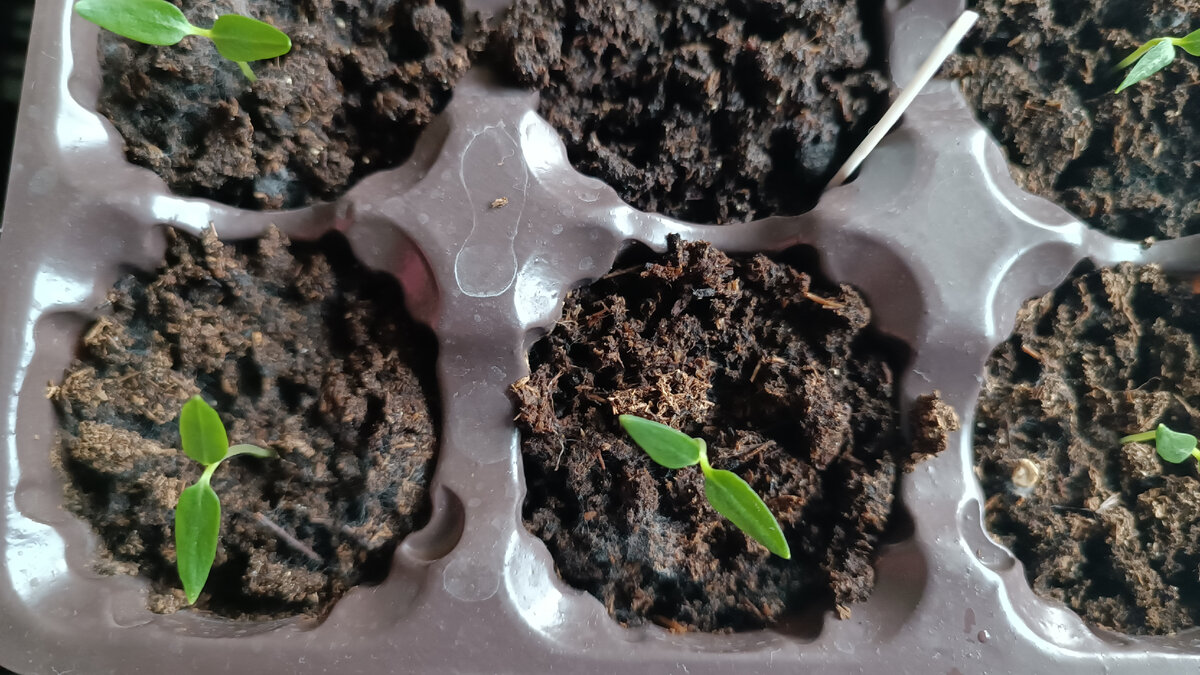 Огородная почва для рассады. Торф низинный картинки. Торф для рассады как выглядит. 10 л. Почвенная смесь для рассады.