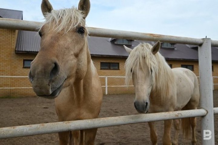 Лошади — первый татарский бренд. Максим Платонов / realnoevremya.ru