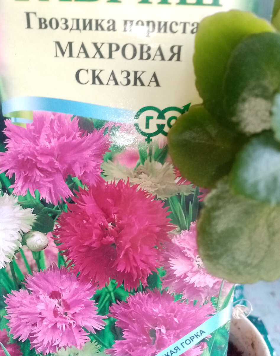 Махровая сказка для альпийской горки