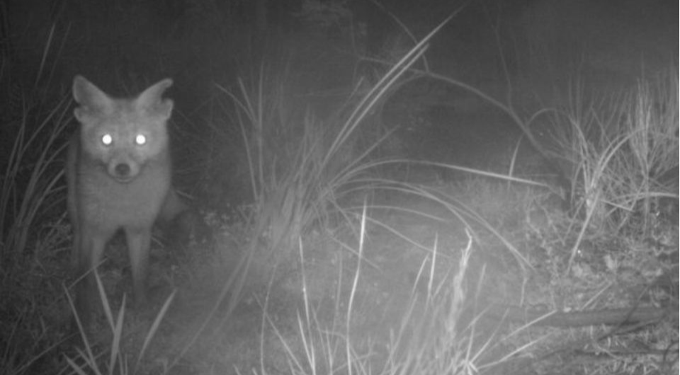   Australian Wildlife Conservancy